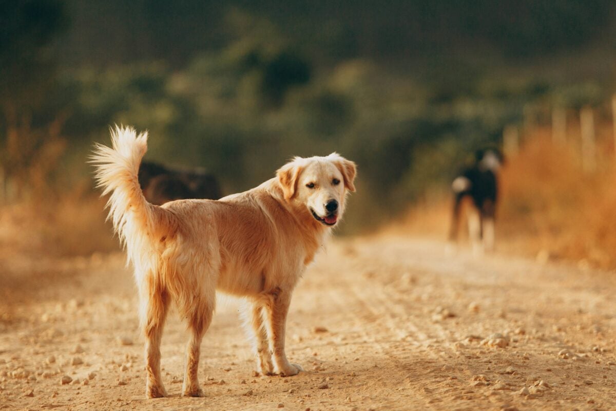 Relaxed and confident Golden Retriever standing outside.