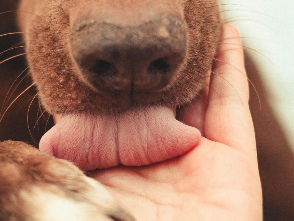 Close-up of dog's tongue licking hand.