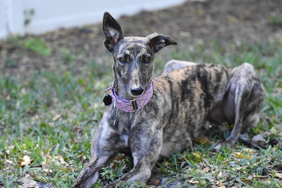 Greyhound resting outside on grass.