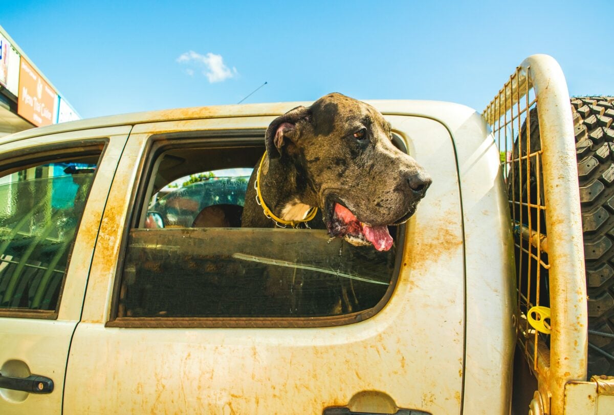 Great Dane sticking head out window of truck.