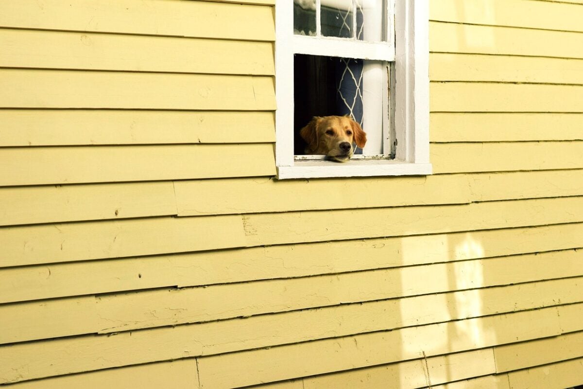house, window, pet, animal, dog, puppy, yellow house, yellow animals, yellow window, yellow puppy, nature, yellow pets