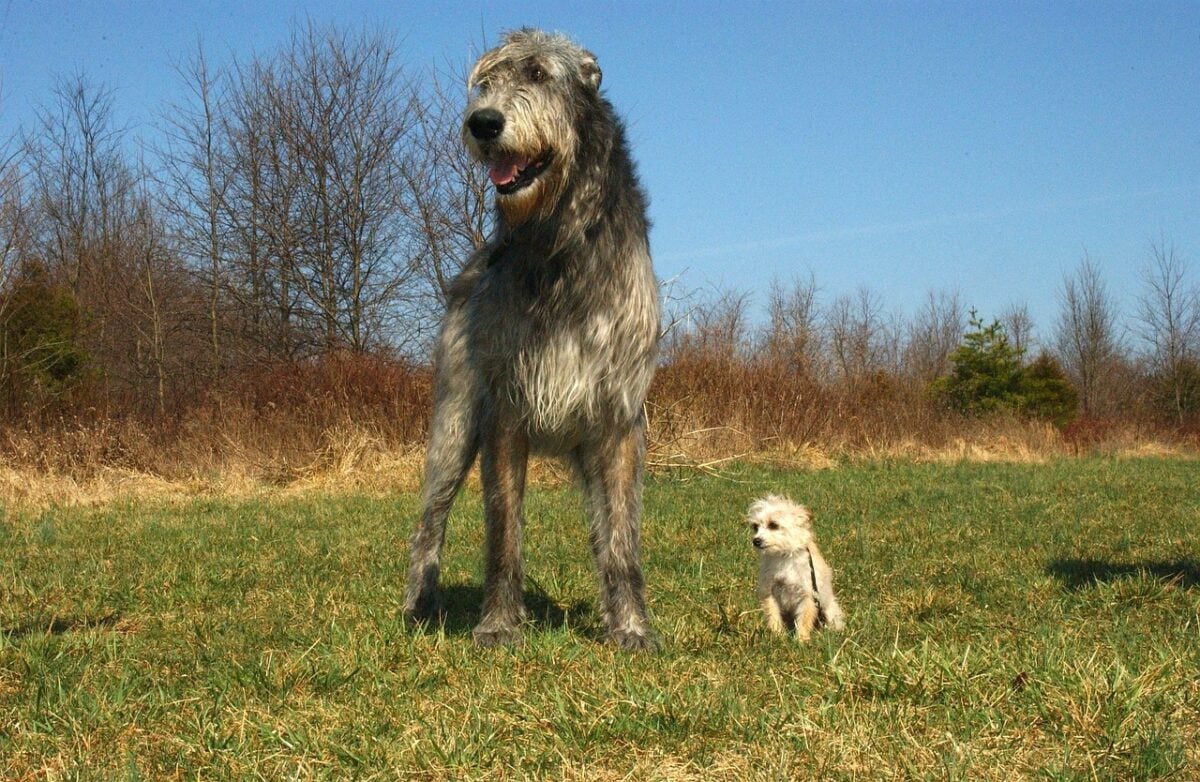 Irish wolfhound standing next to Chihuahua Poodle mix, showing height difference.