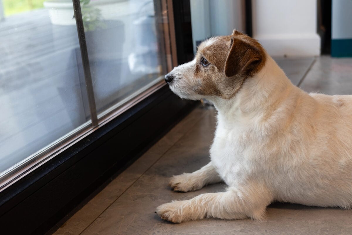 jack russell terrier, a dog is sitting in front of the closed door, a dog that waits, a dog waiting for its owner.