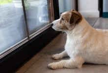jack russell terrier, a dog is sitting in front of the closed door, a dog that waits, a dog waiting for its owner.