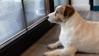 jack russell terrier, a dog is sitting in front of the closed door, a dog that waits, a dog waiting for its owner.