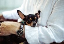 Black and tan Chihuahua resting calmly in man's arms.