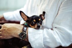 Black and tan Chihuahua resting calmly in man's arms.