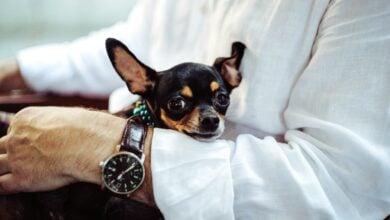 Black and tan Chihuahua resting calmly in man's arms.