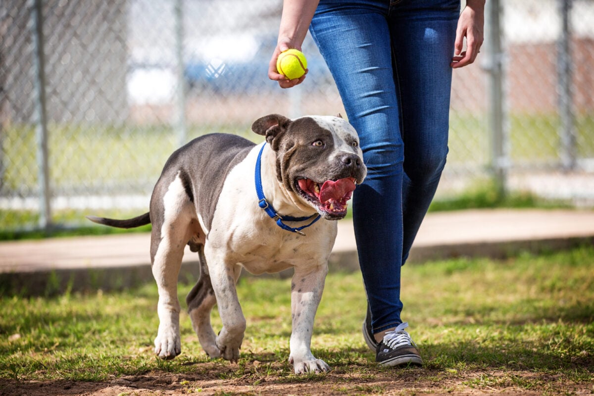Large American Staffordshire Terrier breed dog playing ball with his owner at an off leash dog park.