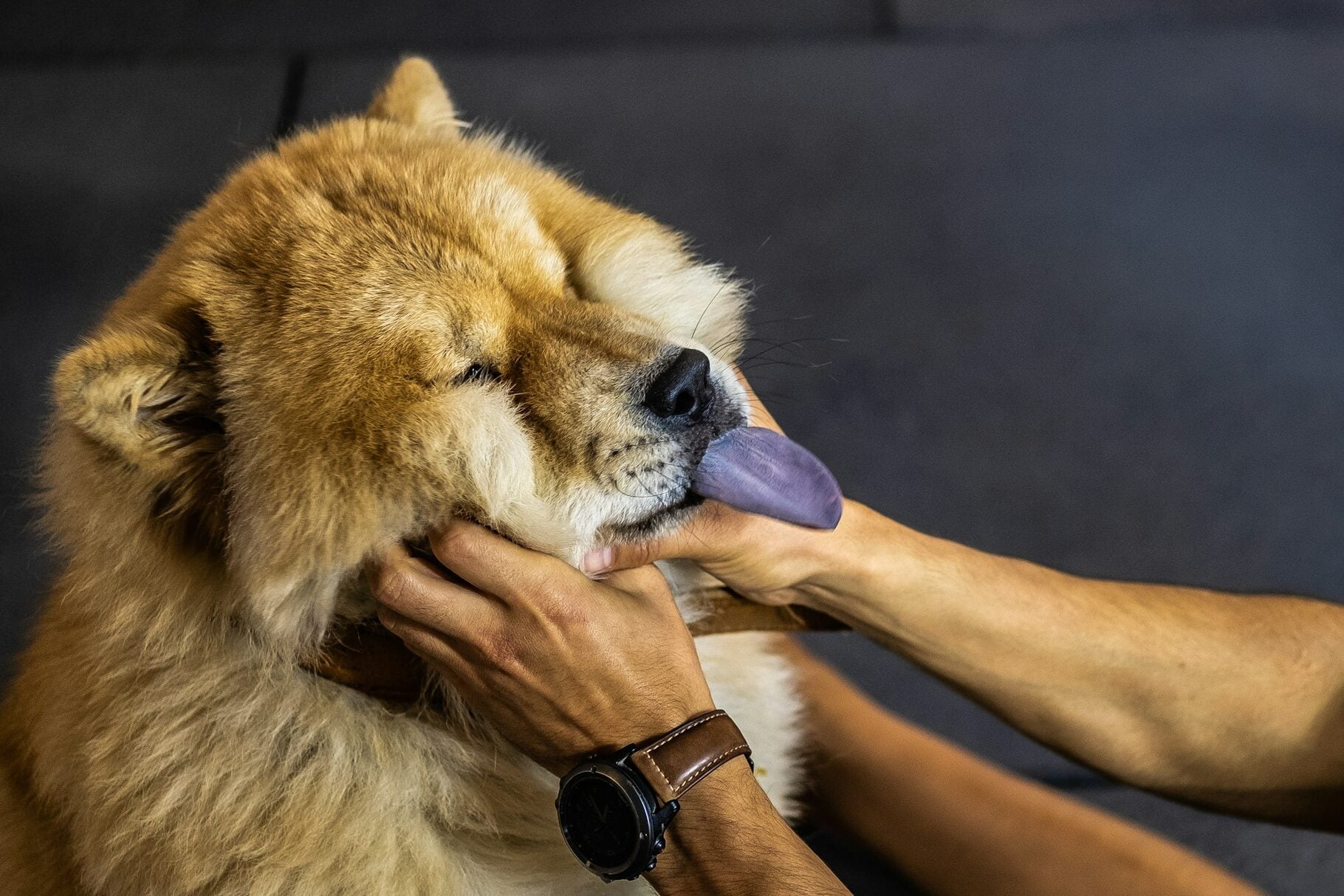 Chow being handled by owner.
