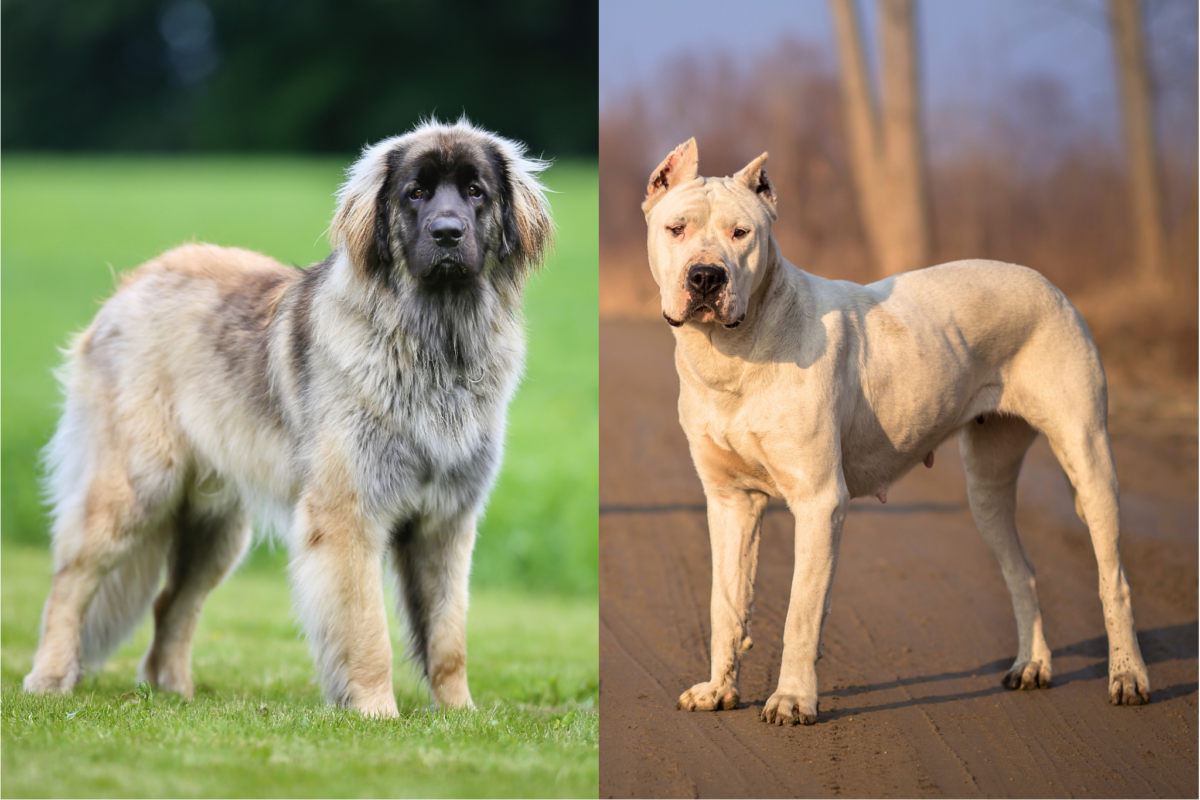Longhaired Leoberger vs shorthaired Dogo Argentino.