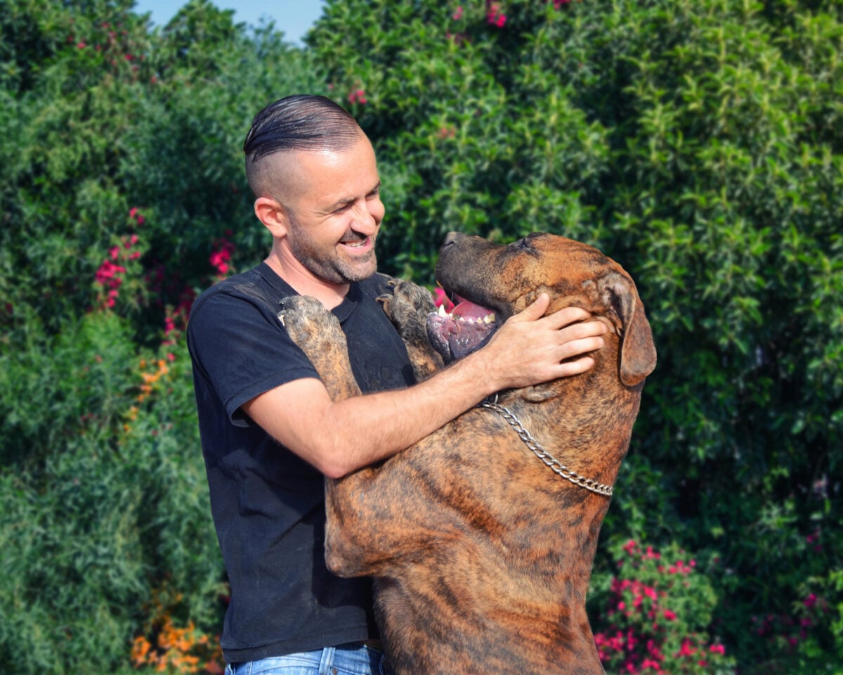 Middle-aged man plays with his pet, a grown-up male of South African Mastiff. The Boerboel dog stands on hind legs reaching its masters smiling face, the front legs are on the mans shoulders.