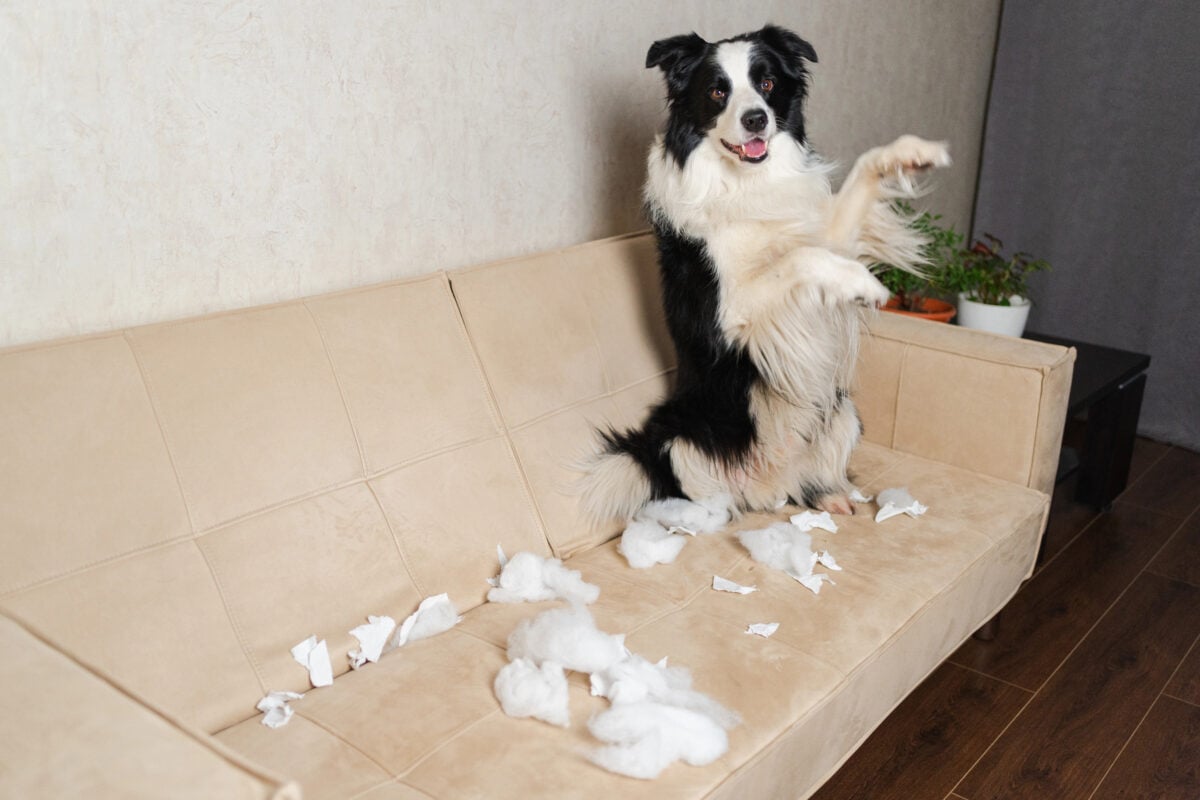 Naughty playful puppy dog border collie after mischief biting paper sitting on couch at home. Guilty dog and destroyed living room. Damage messy home and puppy with funny guilty look