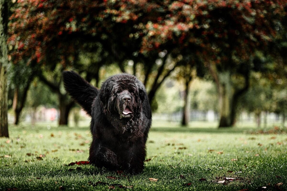 Newfoundland dog walking in park.