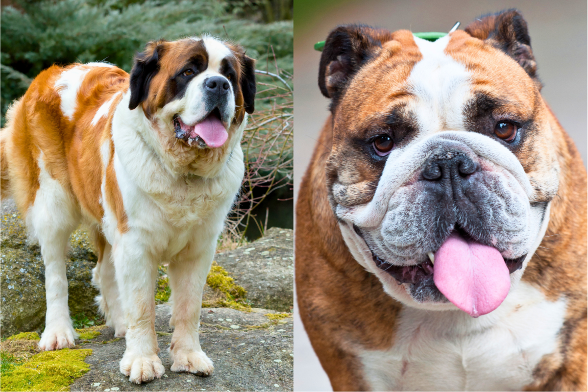 Saint Bernard vs English Bulldog health.