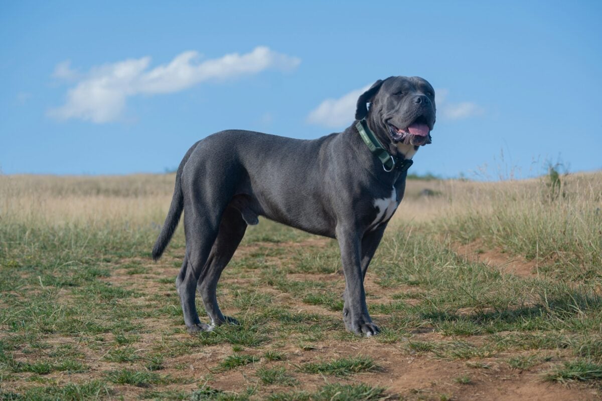 Smiling Cane Corso in a field.