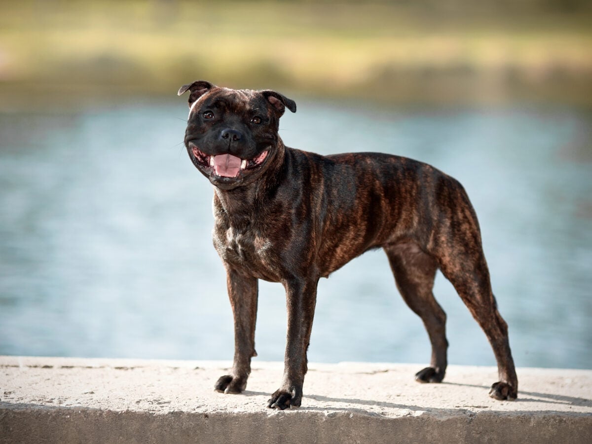 Staffordshire bull terrier standing outside.