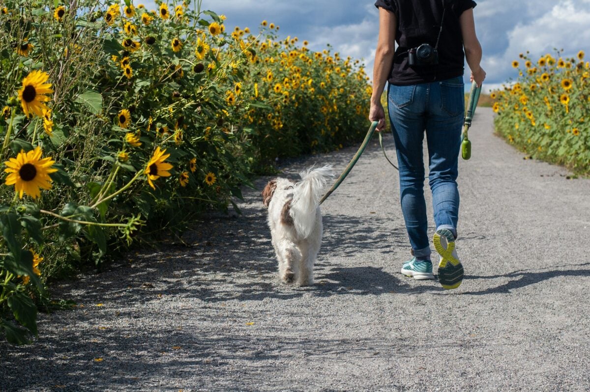 Woman and dog walking on path surrounded by sunflowers.