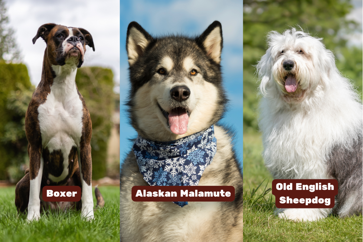 Three big personality dogs (Boxer, Alaskan Malamute, and Old English Sheepdog).