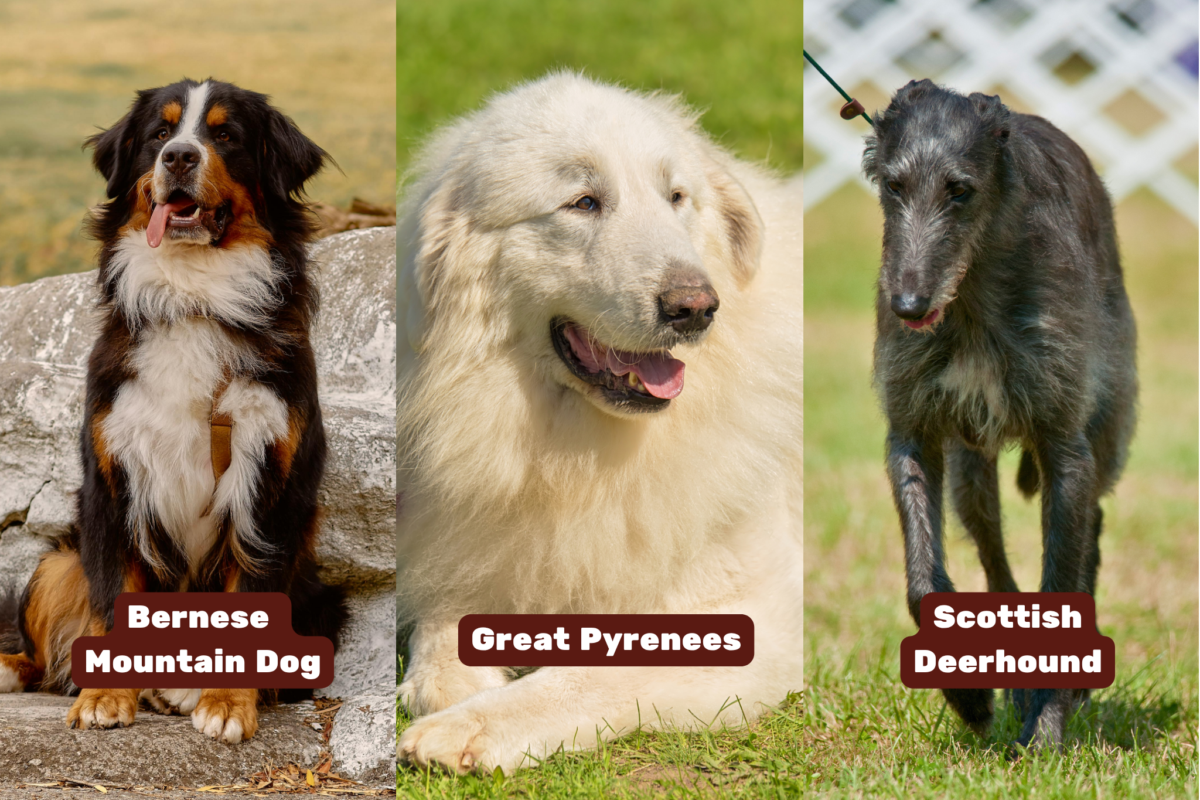 Three gentle giants (Bernese Mountain Dog, Great Pyrenees, and Scottish Deerhound).