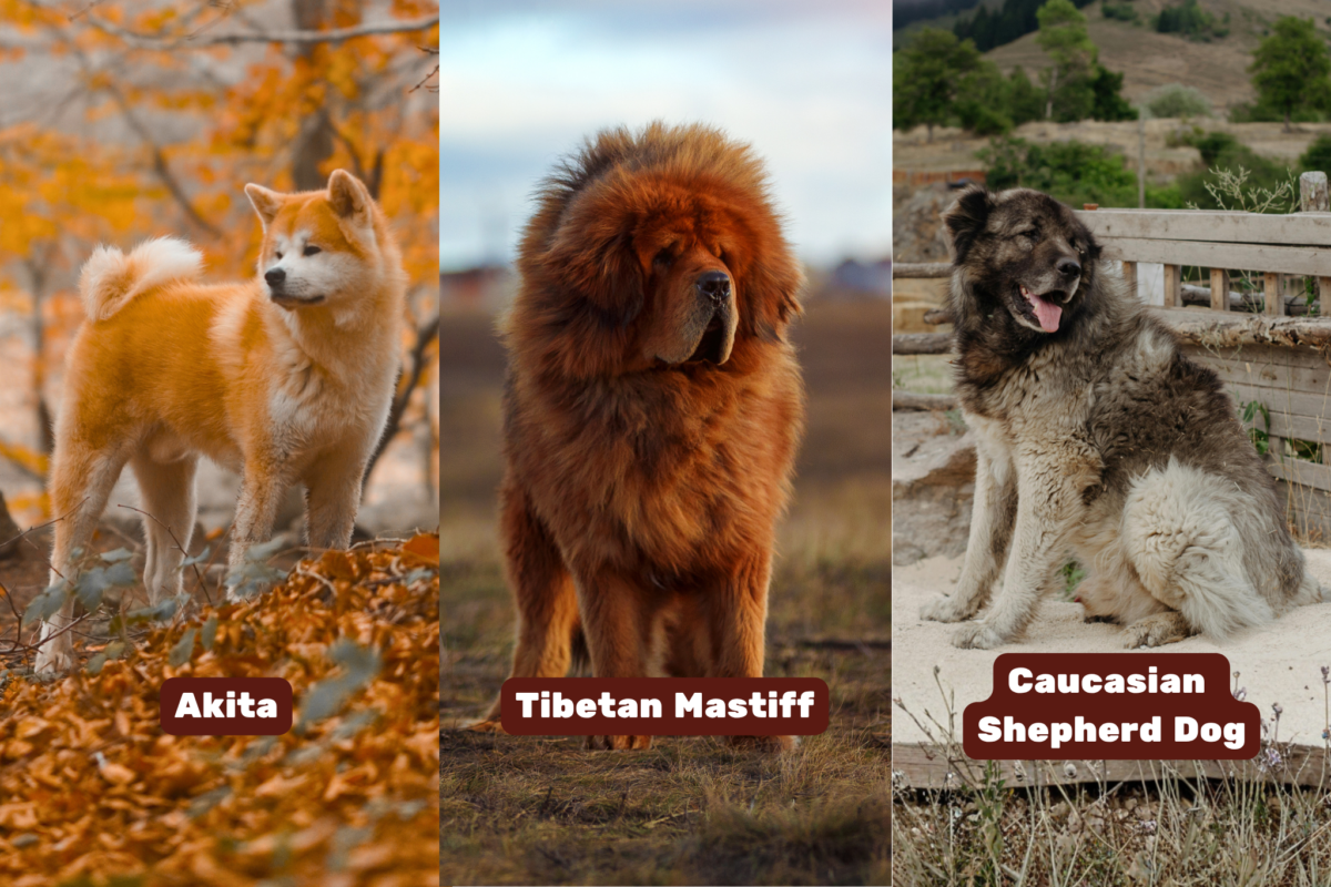 Three loyal guardians (Akita, Tibetan Mastiff, and Caucasian Shepherd Dog).