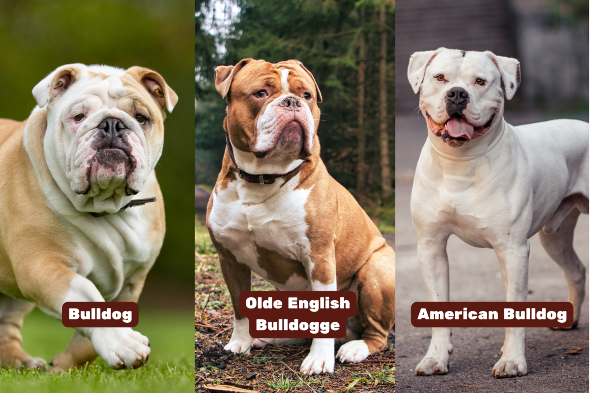 Three powerful family dogs (English Bulldog, Olde English Bulldogge, and American Bulldog).