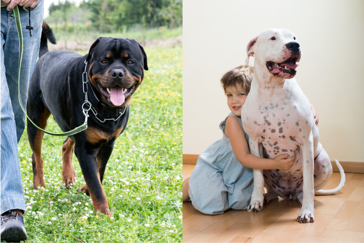 Training Rottweiler vs socializing Dogo Argentino.