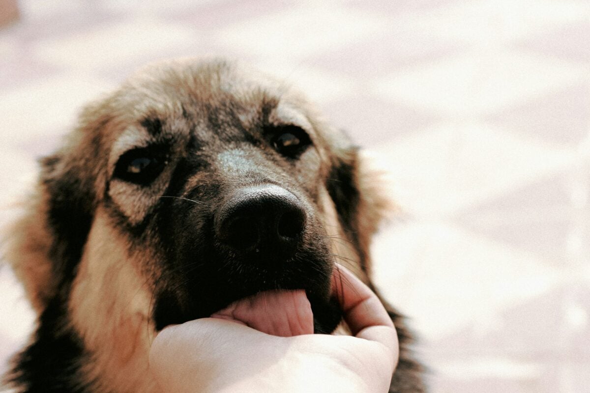 Young Female Native American Indian Dog licking owner's hand.