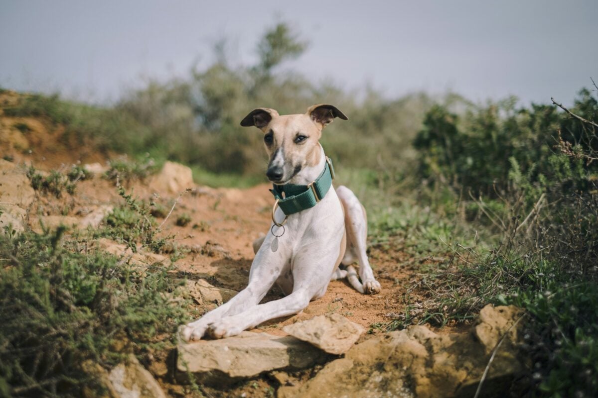 Whippet lying on trail.