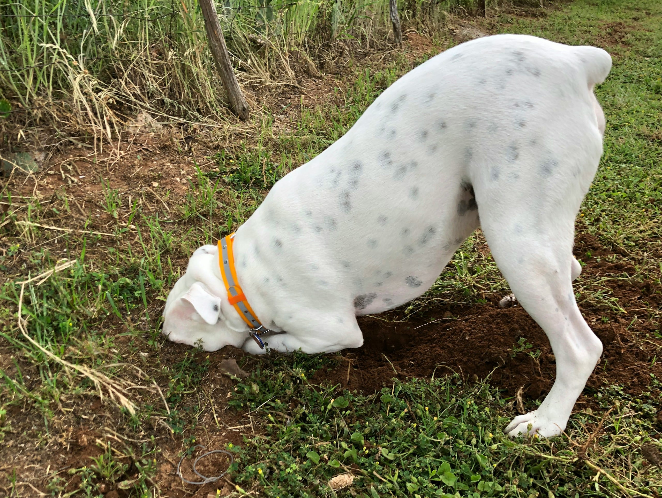 Large dog digging a hole with his face in it.