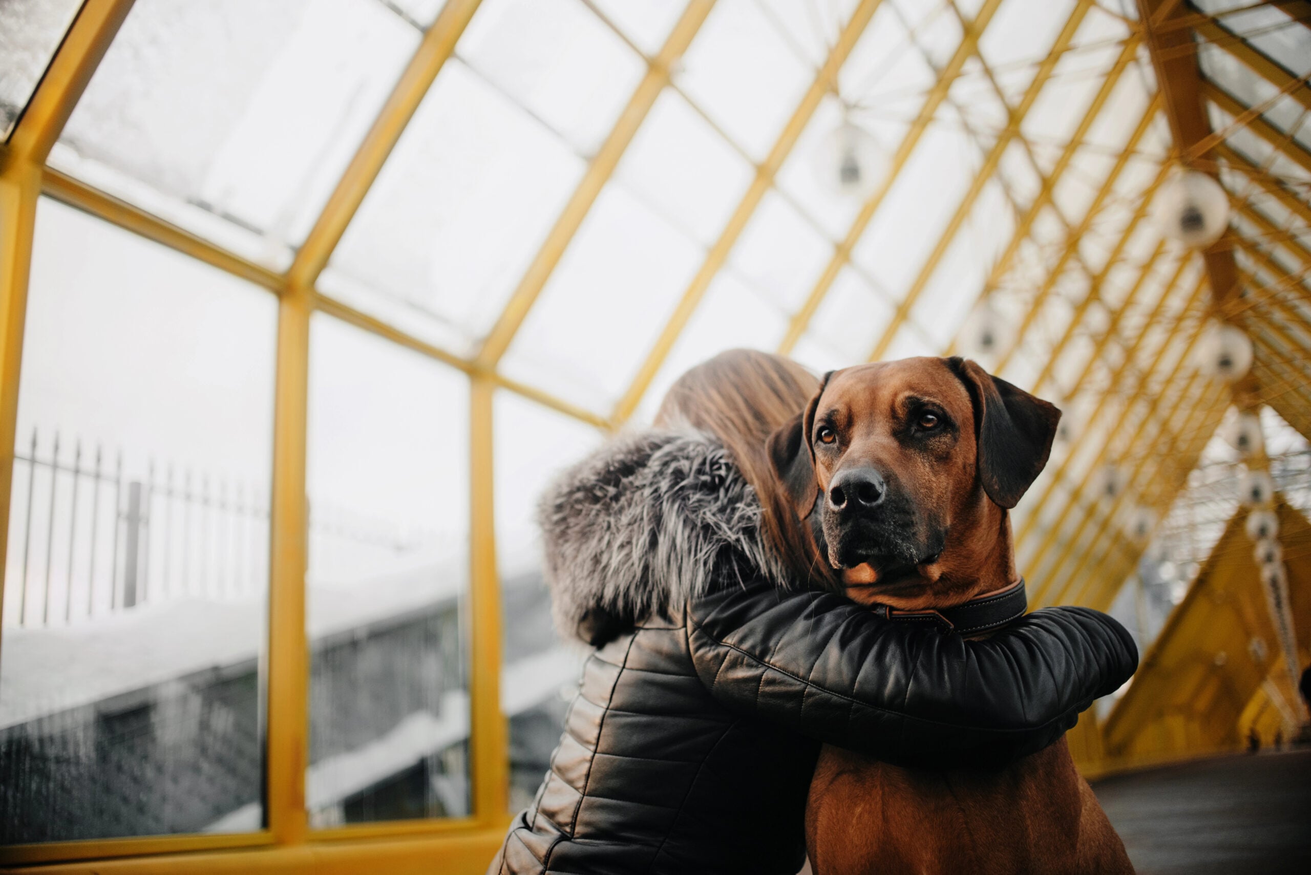 Woman hugging a Rhodesian Ridgeback dog outdoors.