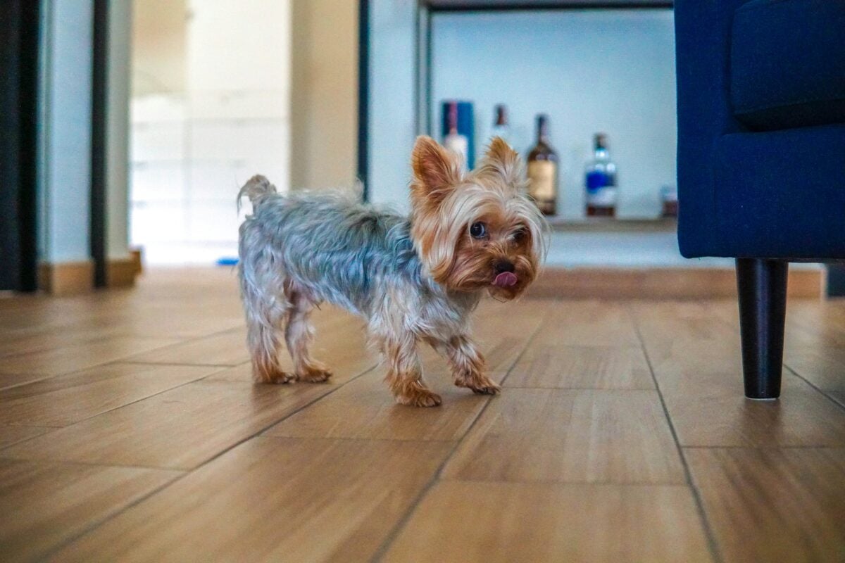 Yorkshire Terrier puppy standing on wood floor.