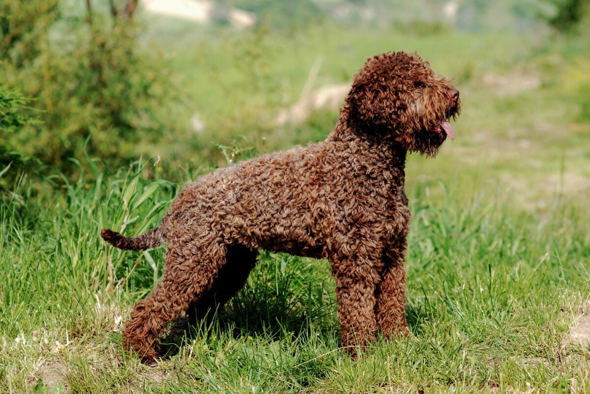 A beautiful shot of a Lagotto Romagnolo truffle dog outdoors during the day.