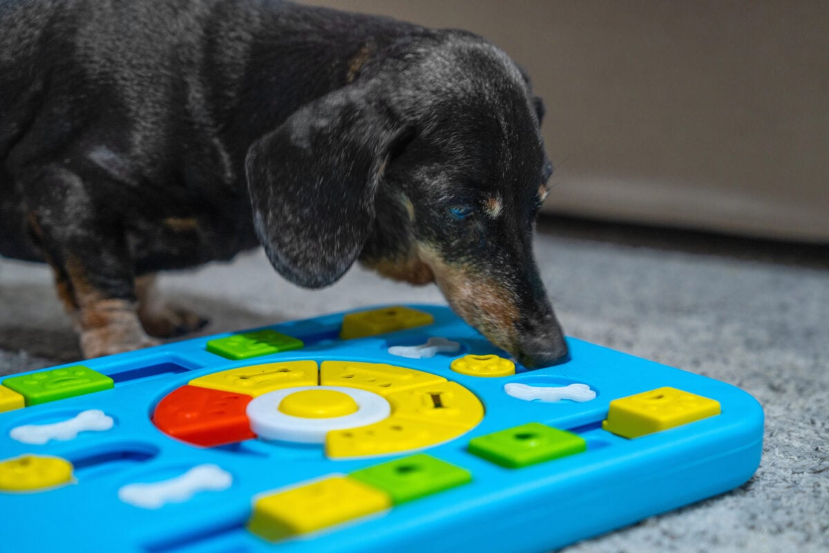 A black dachshund engages with a blue and multicolored interactive puzzle toy indoors, sniffing around the compartments to find hidden treats or rewards