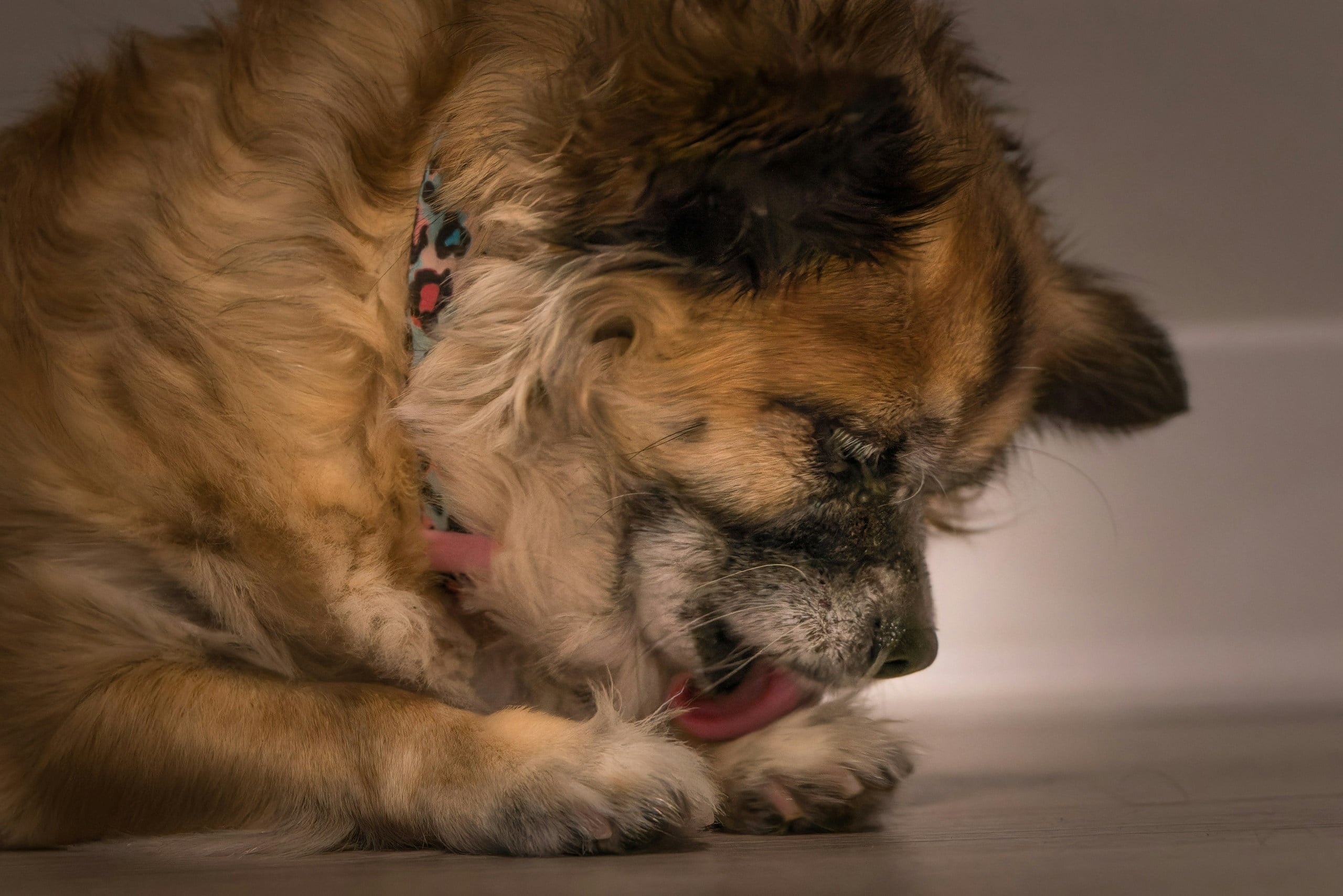 dog licking paw wound