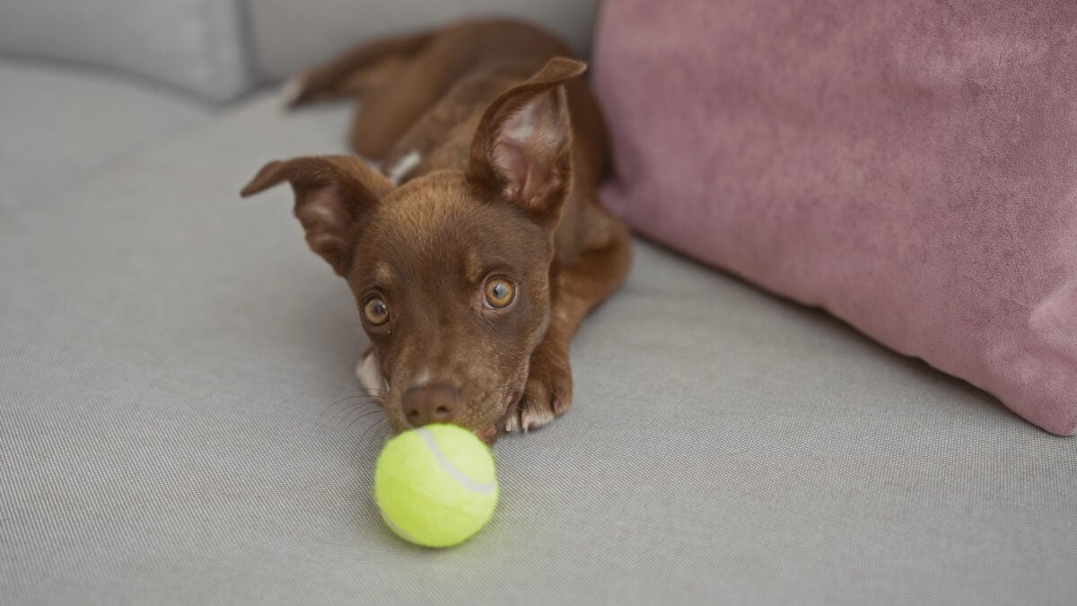A cute brown puppy lies on a gray couch with a yellow tennis ball, in a cozy indoor living room setting with a pink pillow.