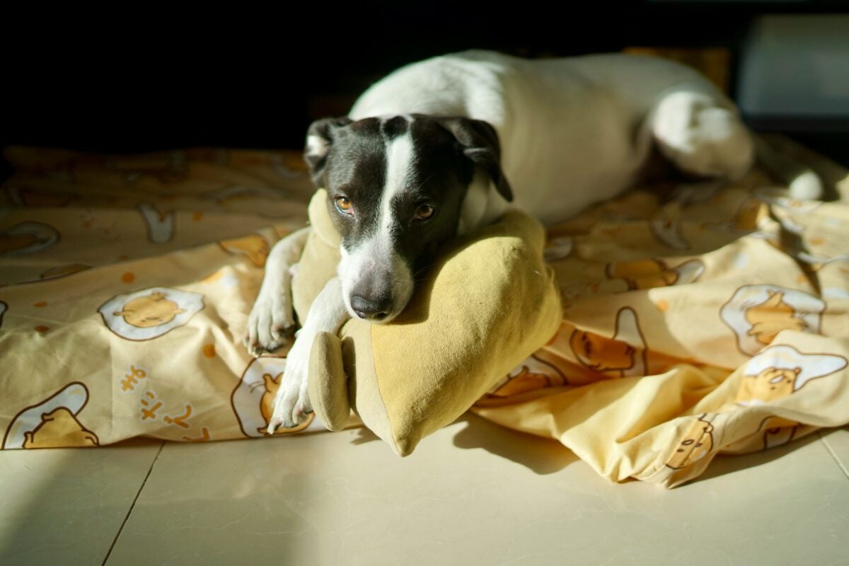 dog hiding toy in a blanket.