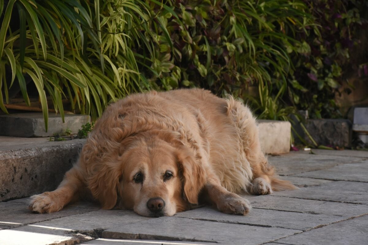 Obese Golden Retriever lying on ground.