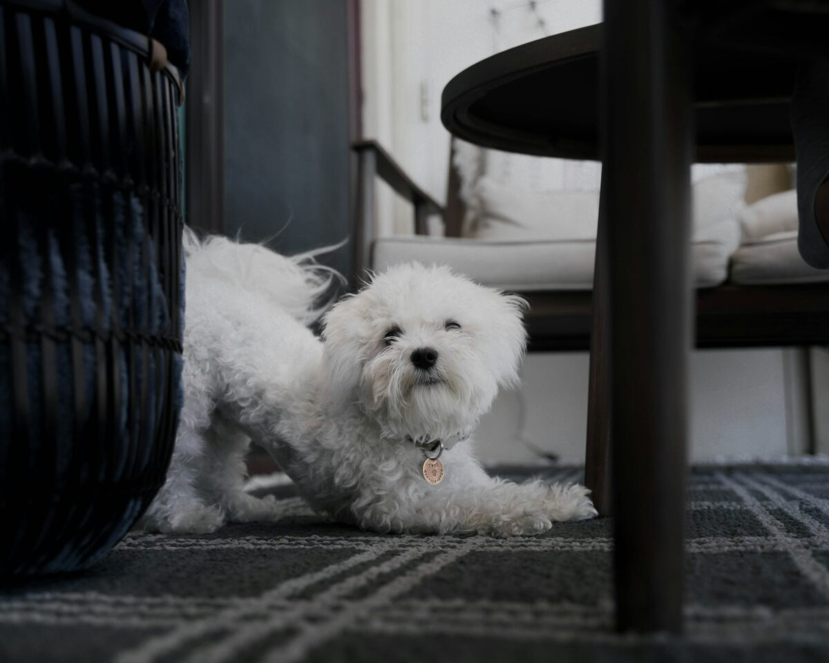 Dog streching and scratching carpet.