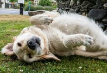 A senior dog rolling around in the grass.