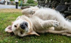 A senior dog rolling around in the grass.
