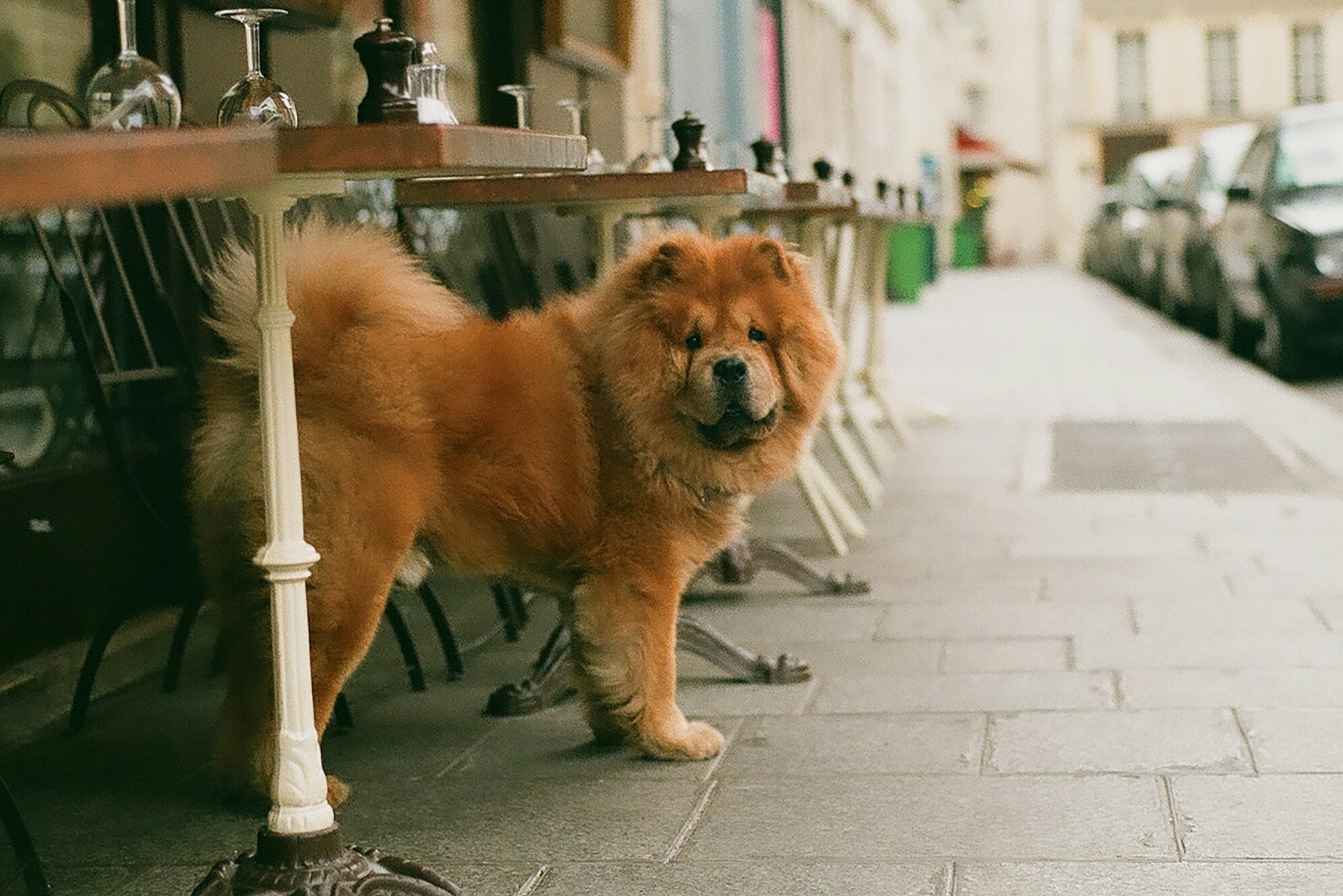 Adult Chow Chow standing outside cafe.
