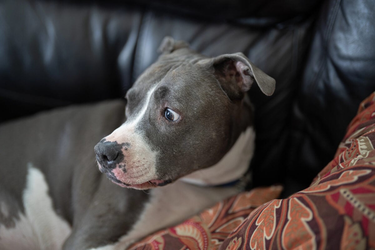 adult pitbull is worried about the loud noises he is hearing