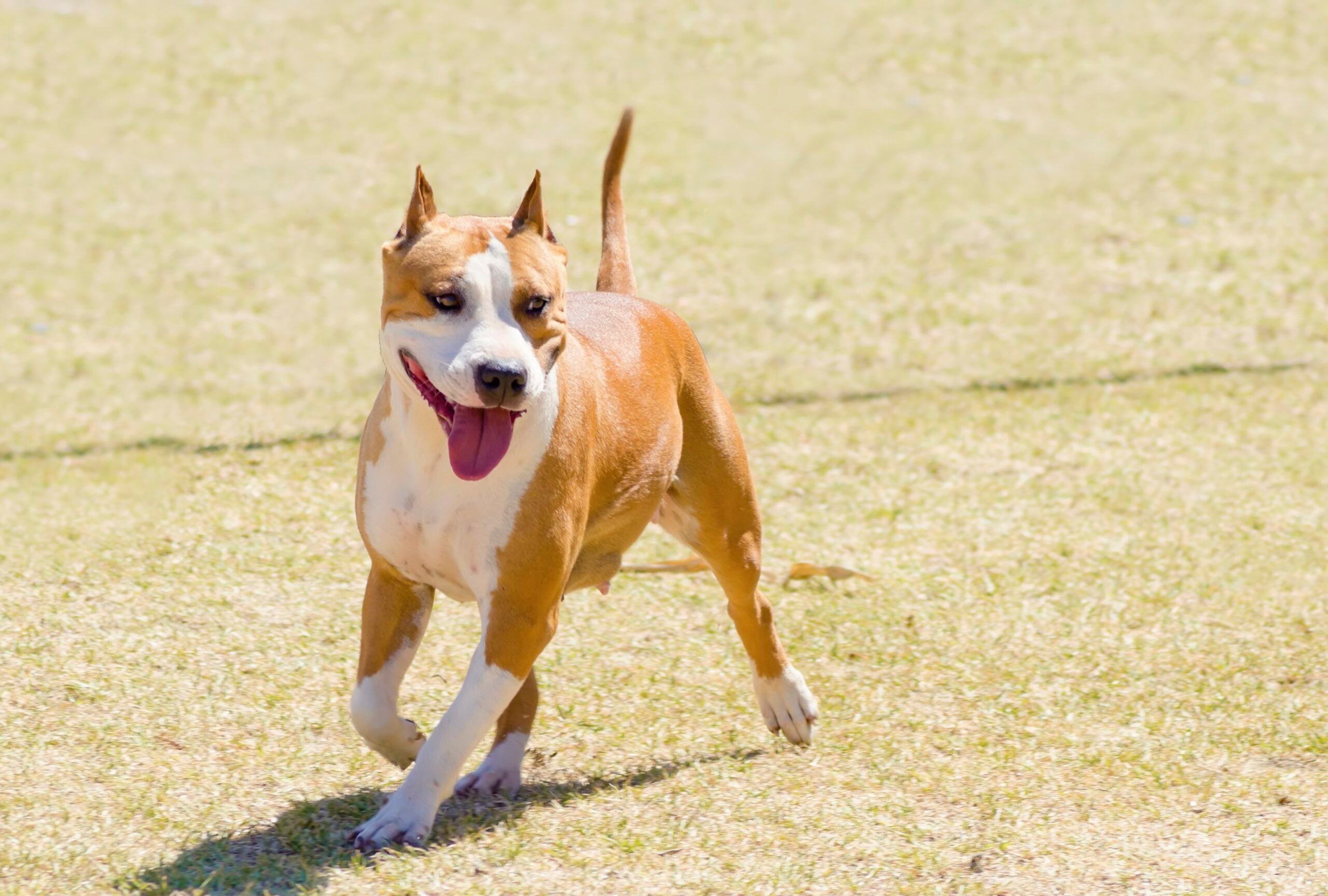 American Staffordshire Terrier