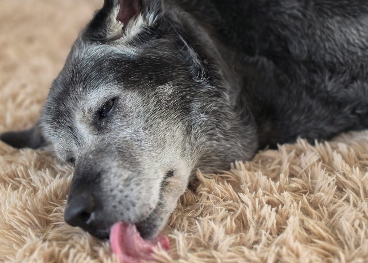 An elderly dog laying down while licking carpet.