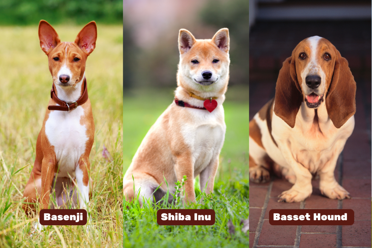 Graphic showing Basenji, Shiba Inu, and Basset Hound.