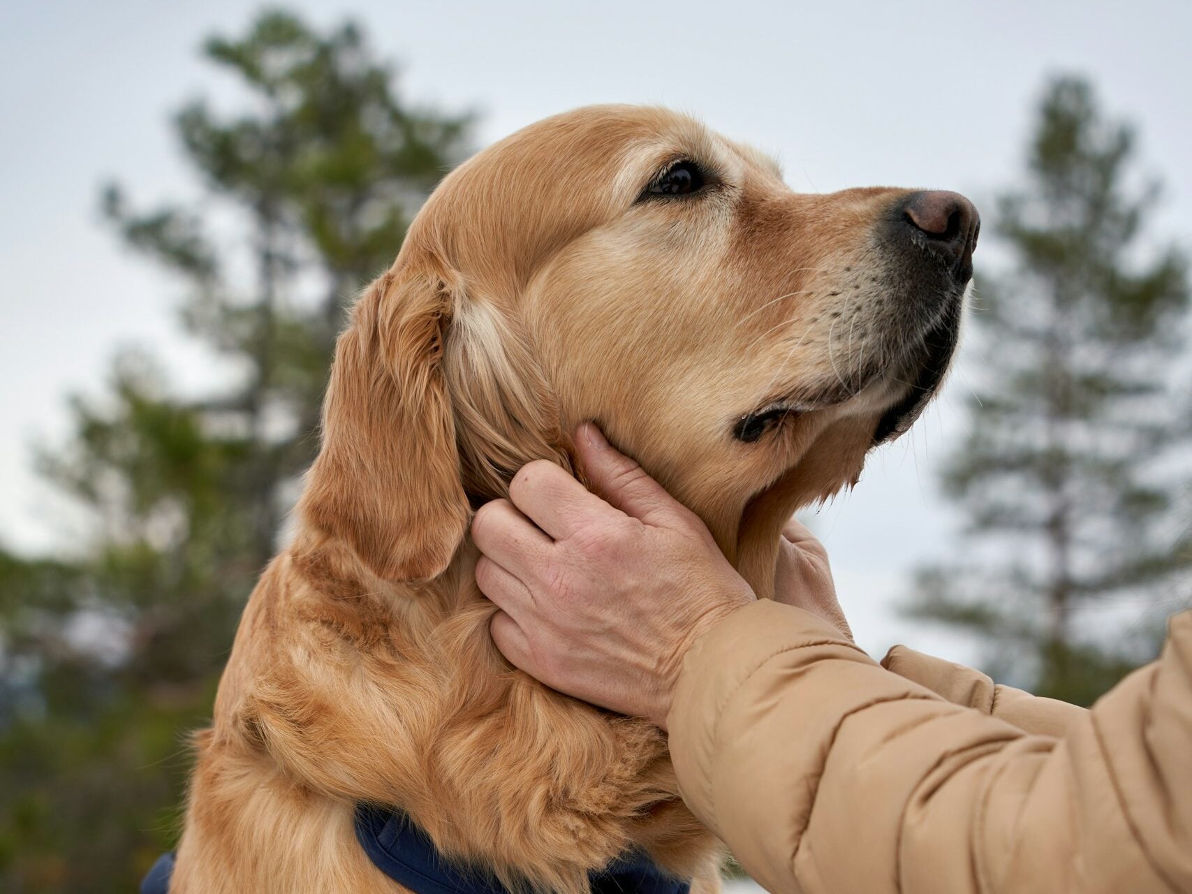 Best Emotional Support Dogs: Beautiful golden retriever is sitting on a wooden bench outdoor and caressed by her owner, snow and pine trees in the background in Norway