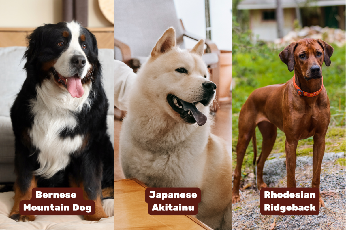 Bernese Mountain Dog, Japanese Akitainu, and Rhodesian Ridgeback dogs.