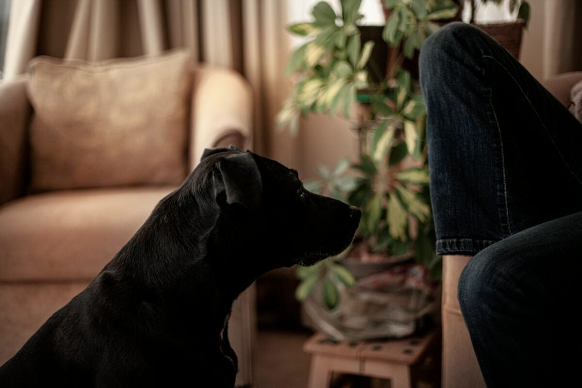 Black dog staring at person sitting on couch.