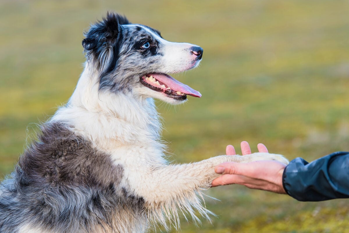 Border collie dog give a high five to his owner. Closeup photo